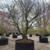 Japanse esdoorn | Solitaire karakterboom