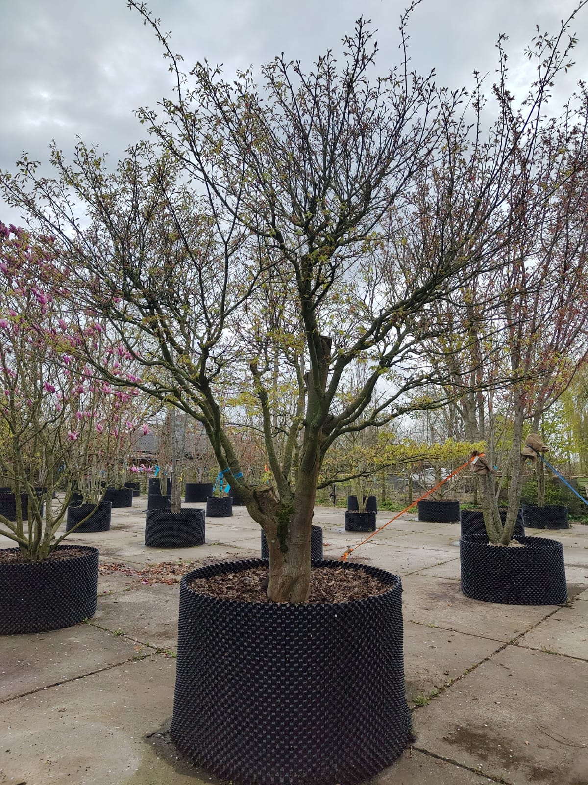 Japanse esdoorn | Solitaire karakterboom