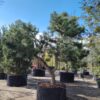 Grove den | Karakterboom