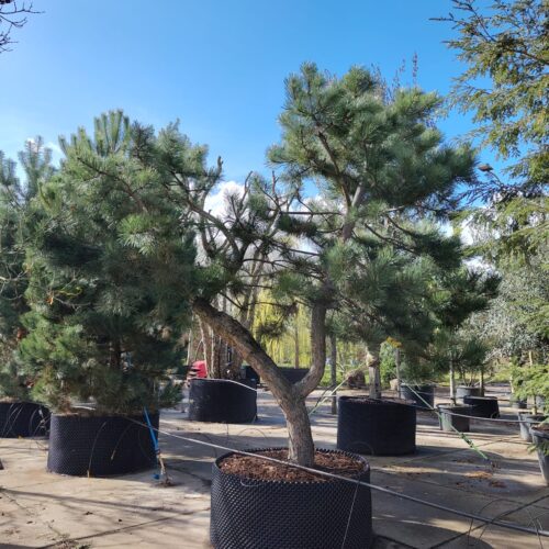 Grove den | Karakterboom