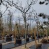 Appelboom 'Jonagold' | Halfstam