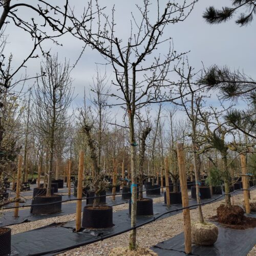 Appelboom 'Jonagold' | Halfstam