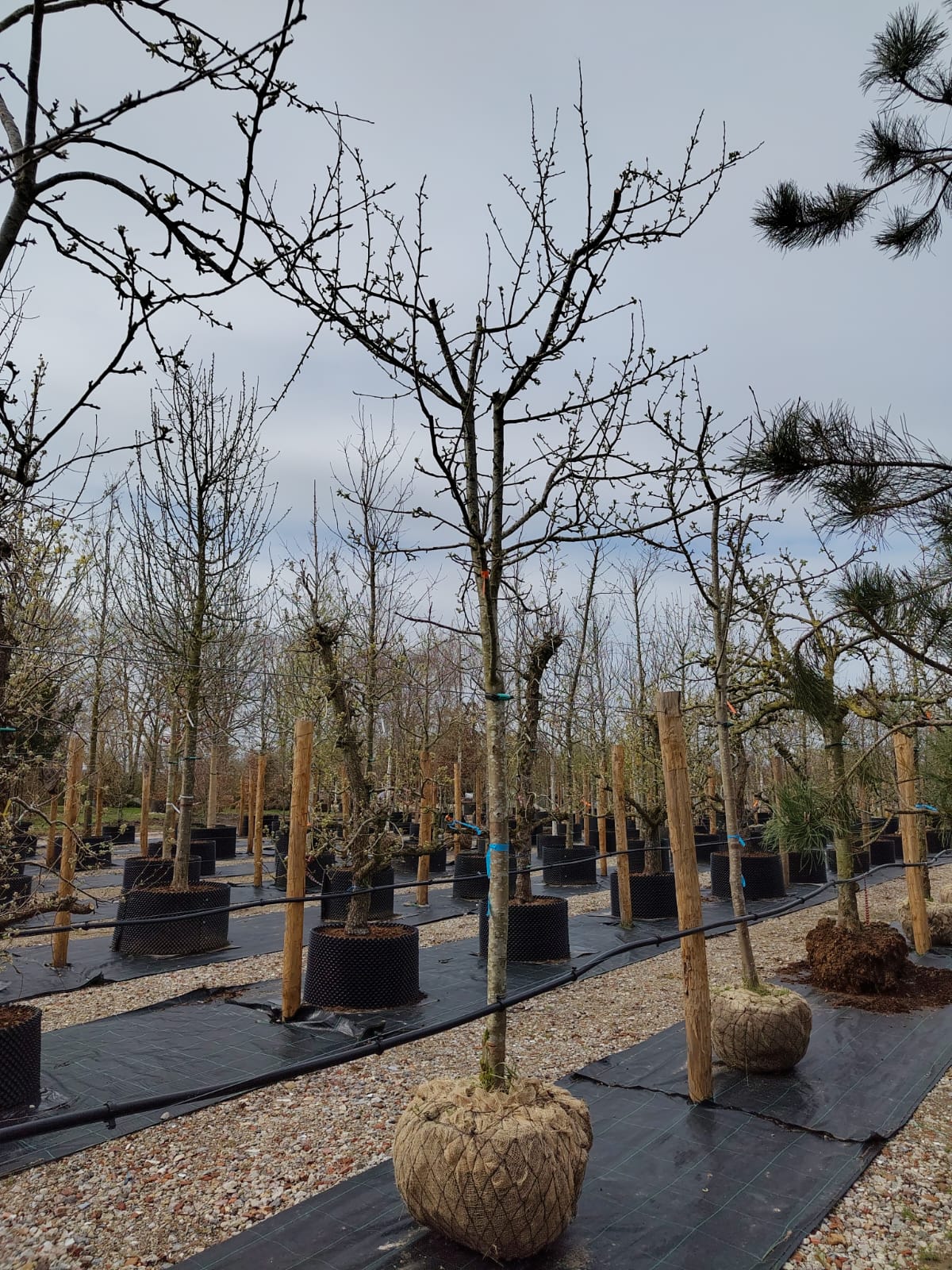 Appelboom ‘Jonagold’ | Halfstam