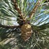 Grove den | Karakterboom