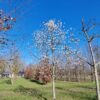 Japanse magnolia | Halfstam