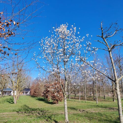 Japanse magnolia | Halfstam