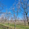 Japanse magnolia | Halfstam