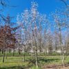 Japanse magnolia | Halfstam