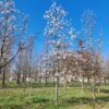 Japanse magnolia | Halfstam